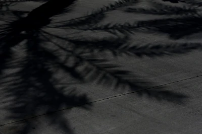 Palm tree shadows on the track